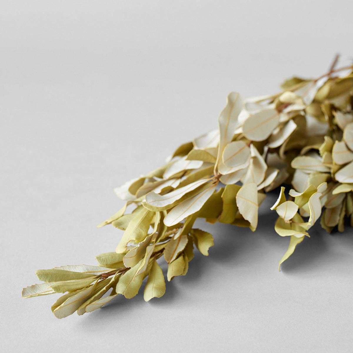Dried Banksia Foliage Bunch