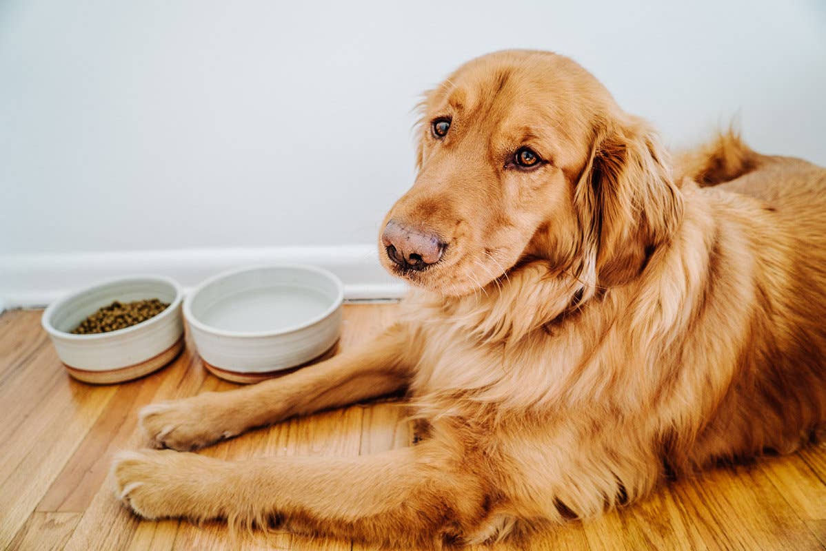 Dog Bowls: Nesting Set