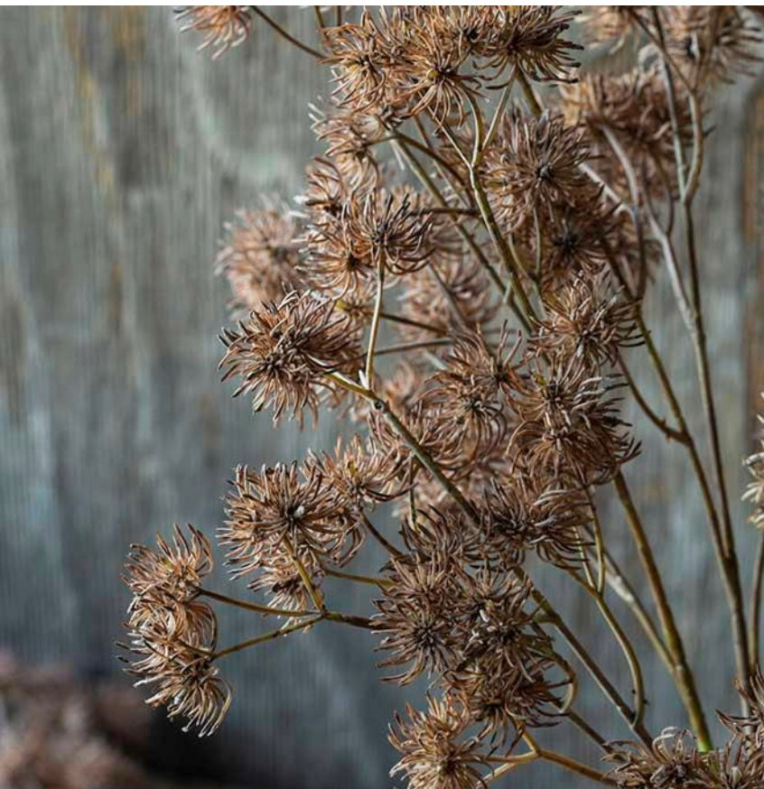 Hazel Stem