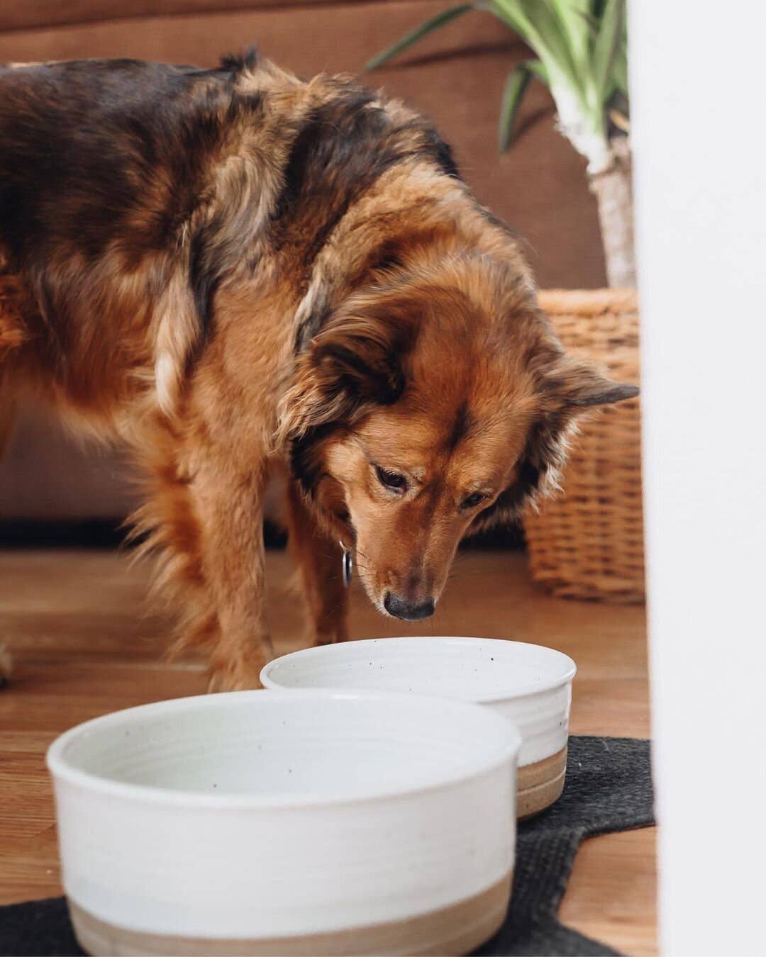 Dog Bowls: Nesting Set