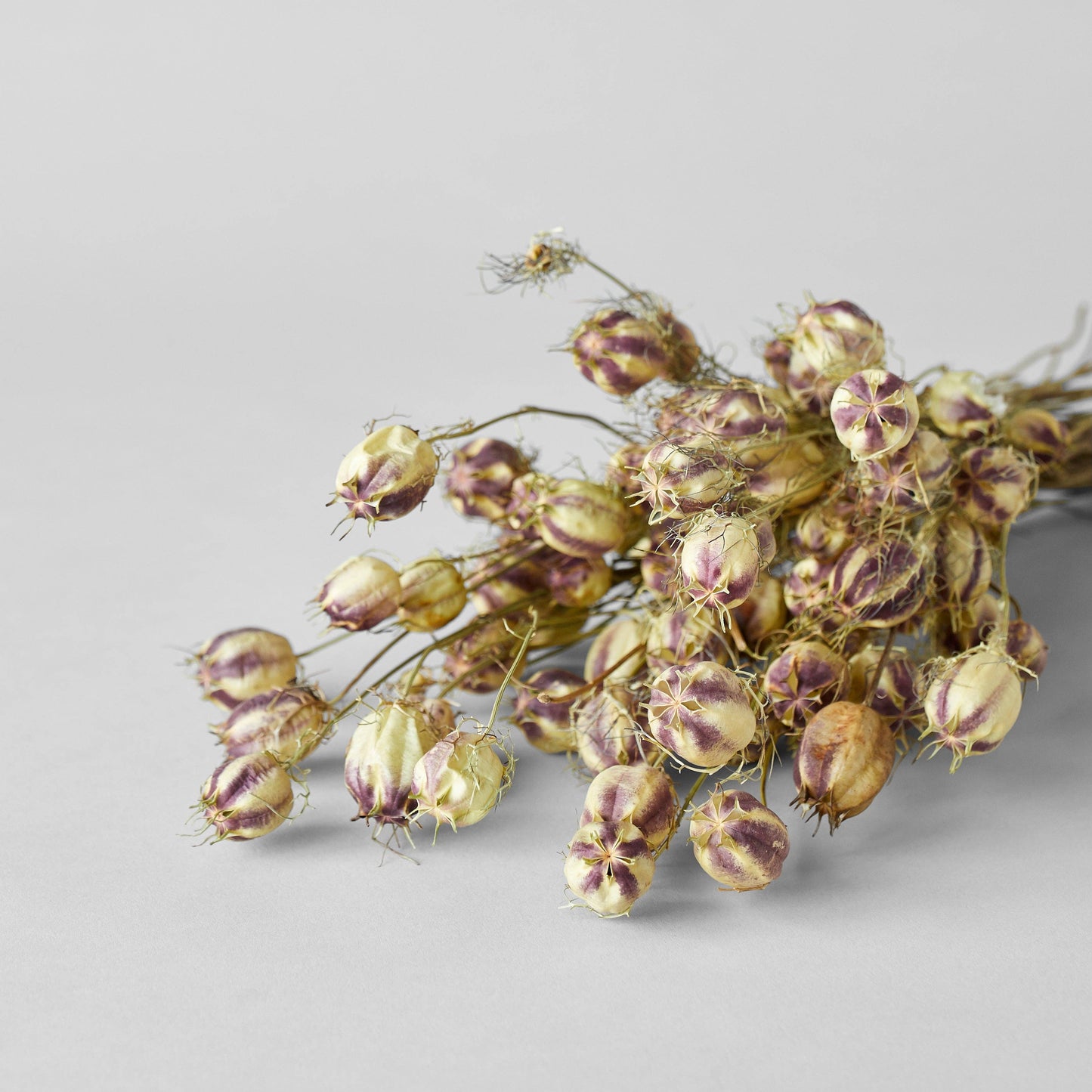 Dried Nigella Pods