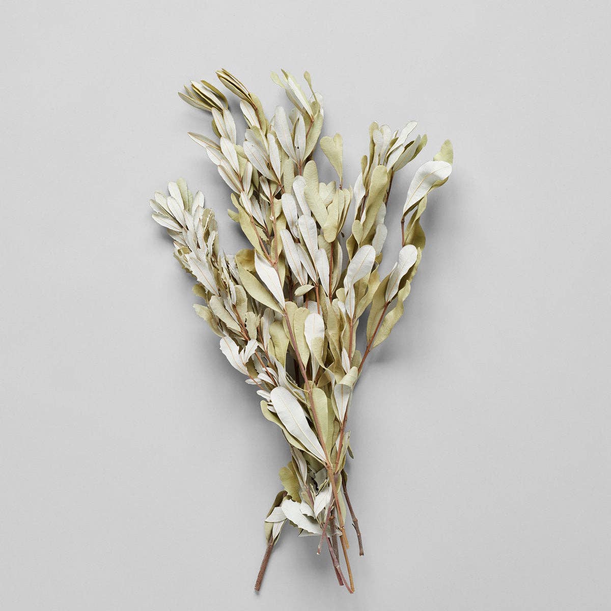 Dried Banksia Foliage Bunch