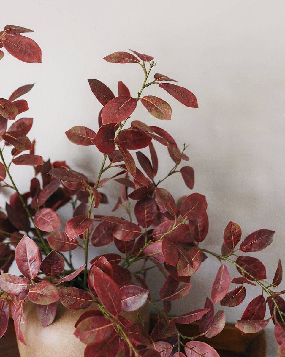 Burgundy Smoketree Foliage 41"