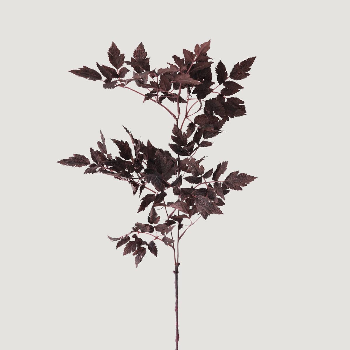 Plum  Cimicifuga Ramosa Leaves - 31"