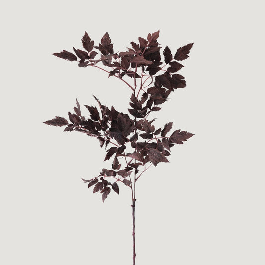 Plum Cimicifuga Ramosa Leaves - 31" by antique