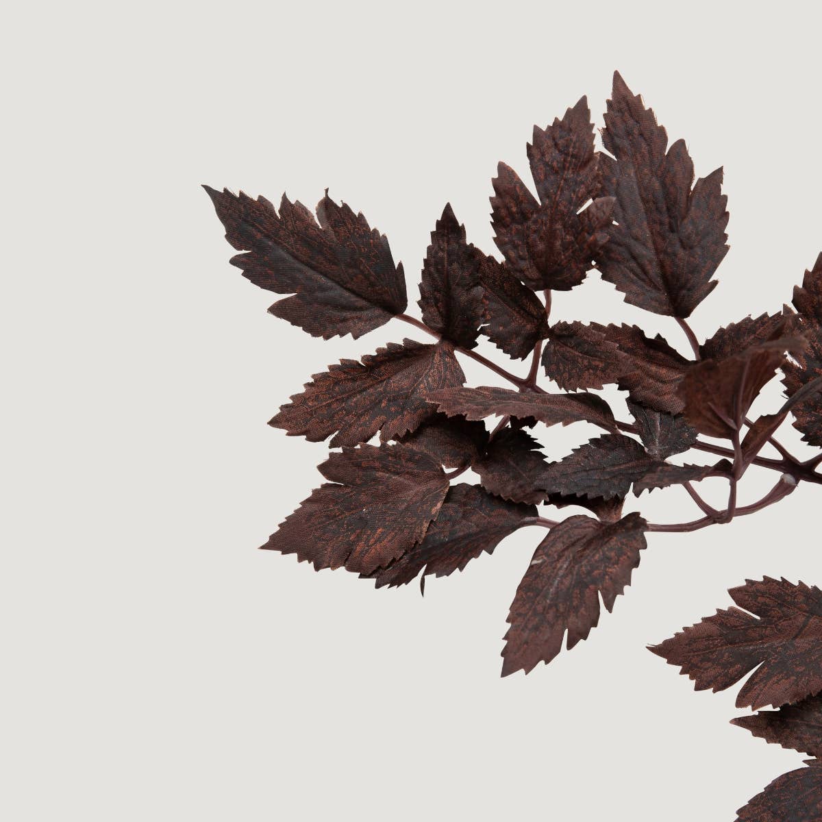 Plum  Cimicifuga Ramosa Leaves - 31"