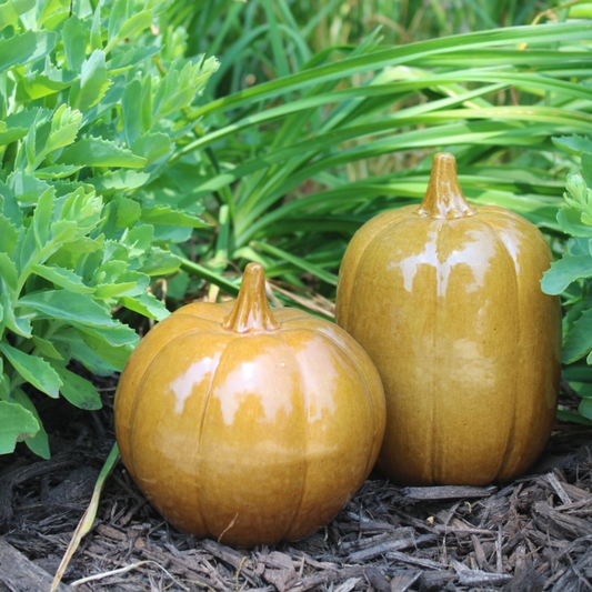 Glazed Pumpkins - Cider