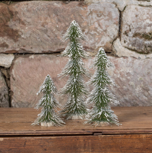 Scotch Pine Trees w/Snow