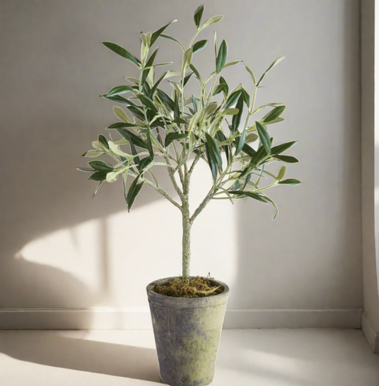Potted Olive Tree
