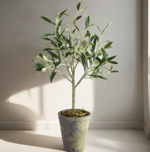 Potted Olive Tree