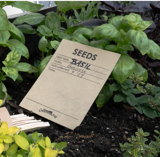 Seed Envelopes - pk 20