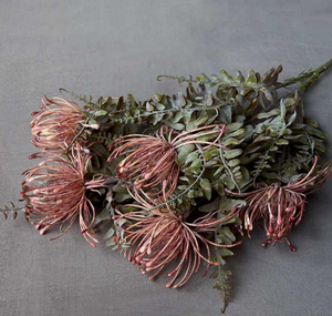 Leucospermum Bush