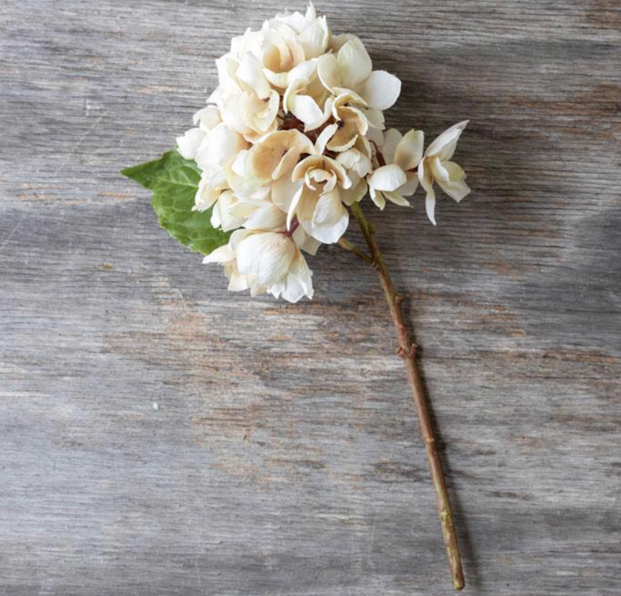 Hydrangea Morning Mist Stem