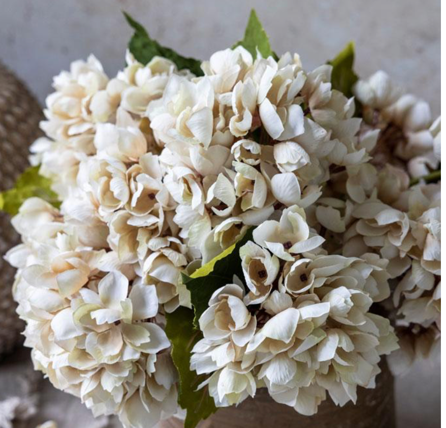 Hydrangea Morning Mist Stem