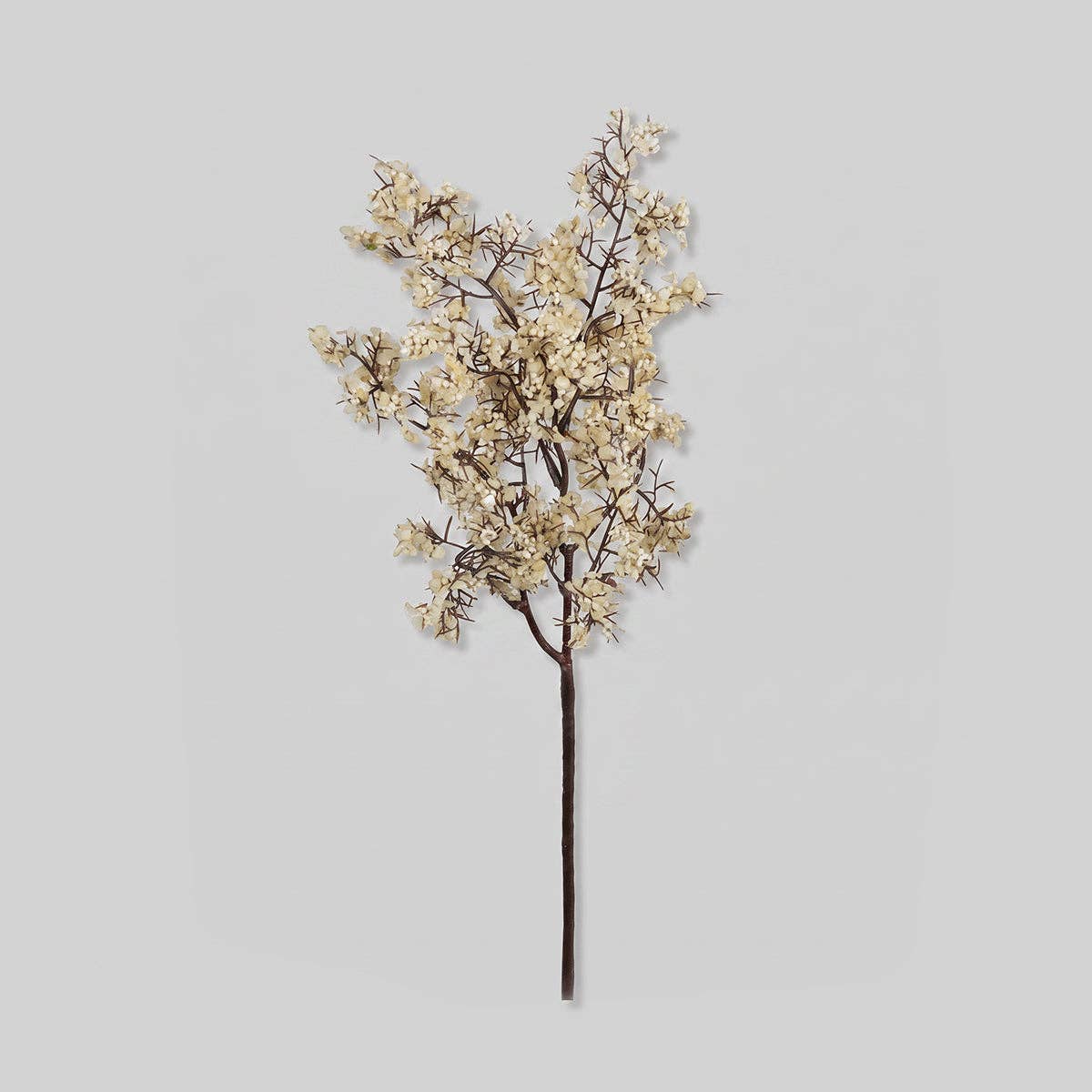 Faux Sedge, Winter Dew