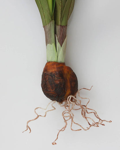 Real Touch White Narcissus 13”