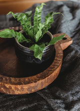 Load image into Gallery viewer, Stoneware Jar with Lid and Wood Spoon
