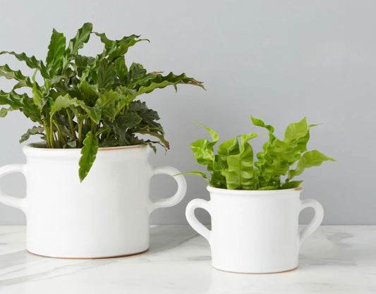 Olive Jar Planter